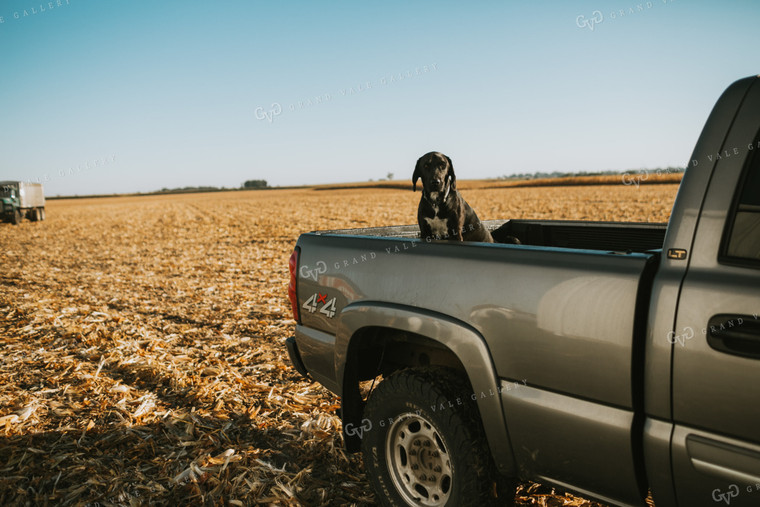 Farm Dog in Pickup Truck Bed 4665