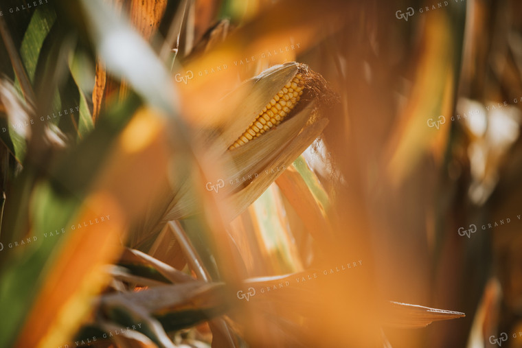 Dried Ear of Corn 4688