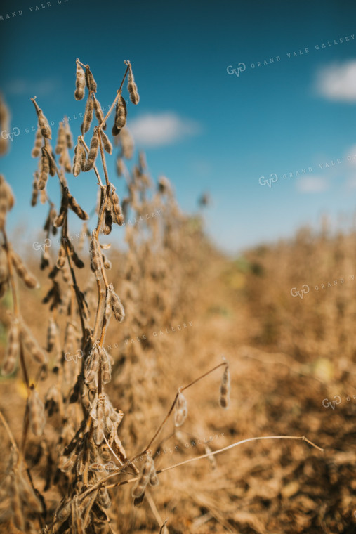 Dried Soybeans 4704