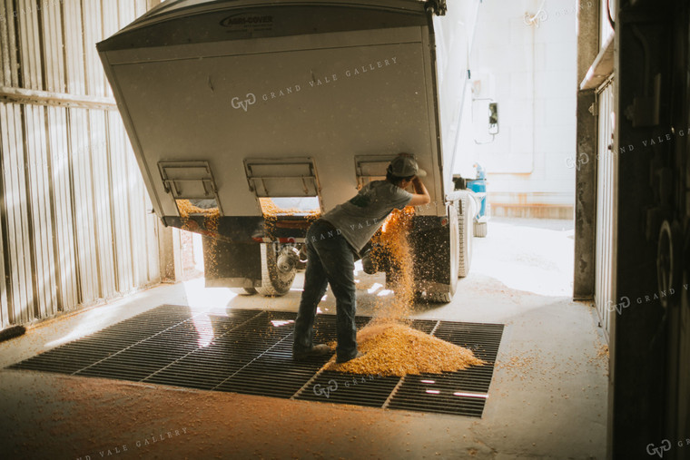 Truck Unloading Corn into Pit at Elevator 4717