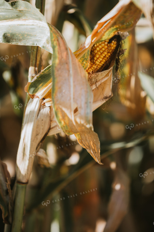 Dried Corn in Field 4740