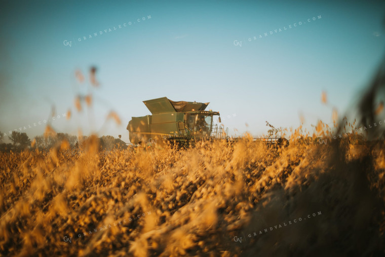 Combine Harvesting Soybeans 5093