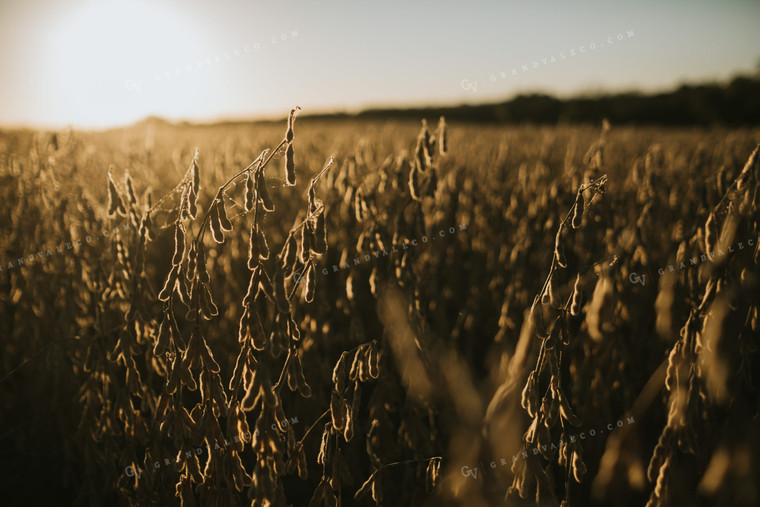 Dried Soybean Field at Sunrise 5190
