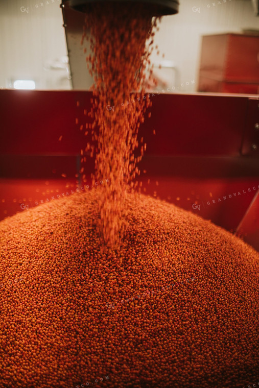 Treated Soybeans Exiting Seed Treater 5366