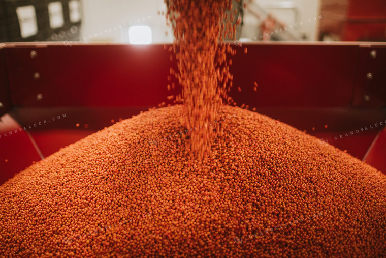 Treated Soybeans Exiting Seed Treater 5368