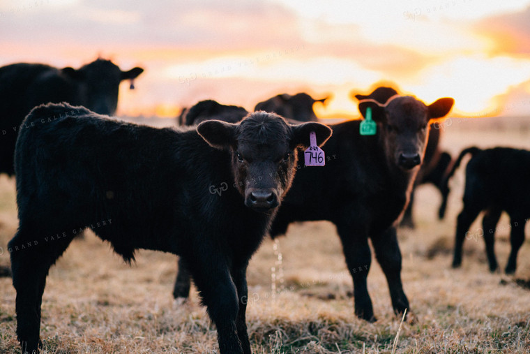 Angus Calves at Sunrise 53001