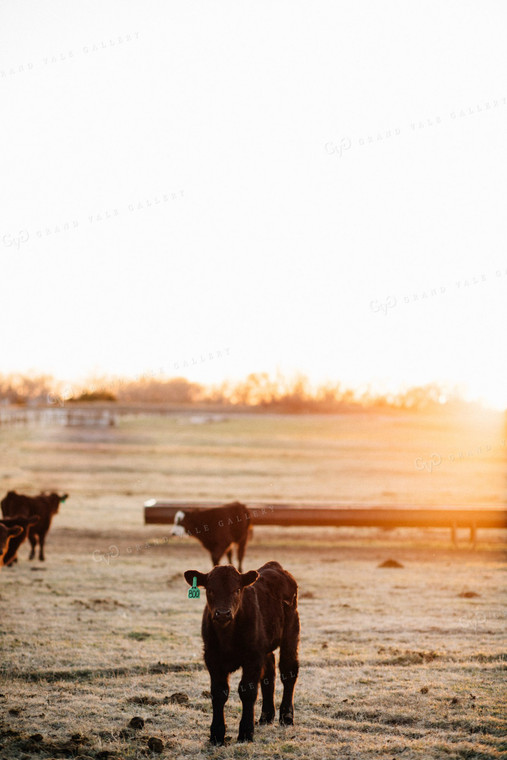 Calves in Pasture at Sunrise 53010