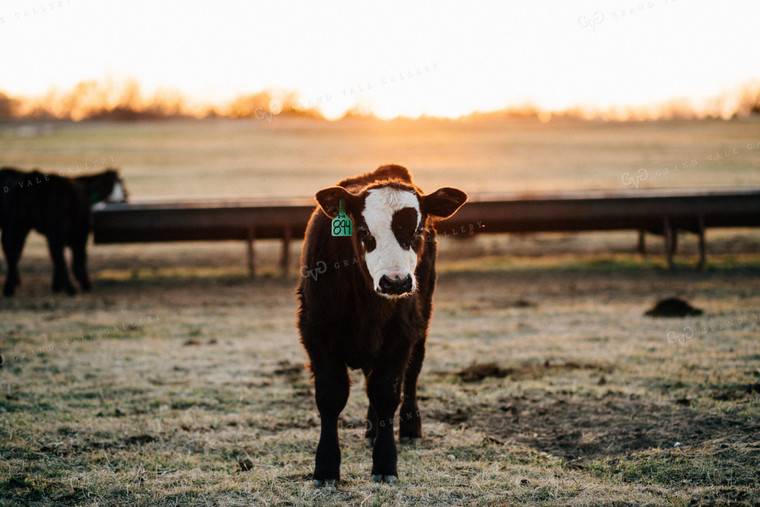 Black Baldy Calf in Pasture at Sunrise 53012