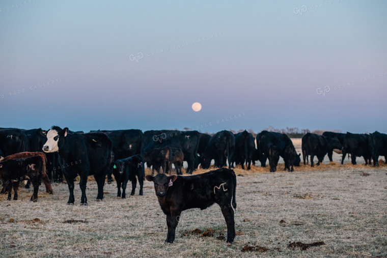 Angus and Black Baldy Cattle in Pasture 53014