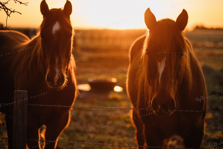 Ranch Horses at Sunrise 53016