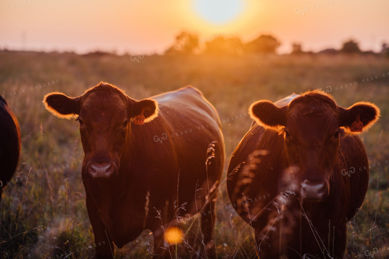 Angus Cows Sunrise 53026