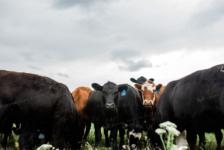 Cow Herd in Green Pasture 53045