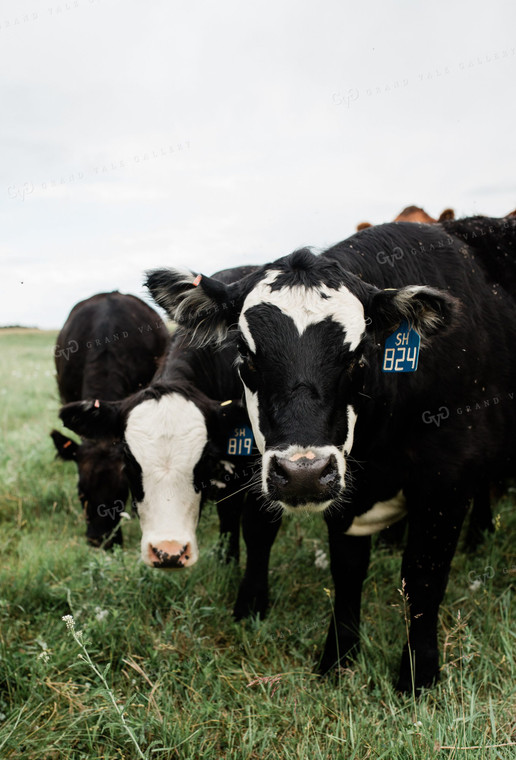 Cow Herd in Green Pasture 53048