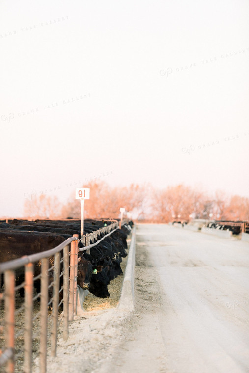 Cattle Eating out of Feed Bunk 53049