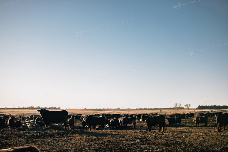 Steers in Feed Lot 53064
