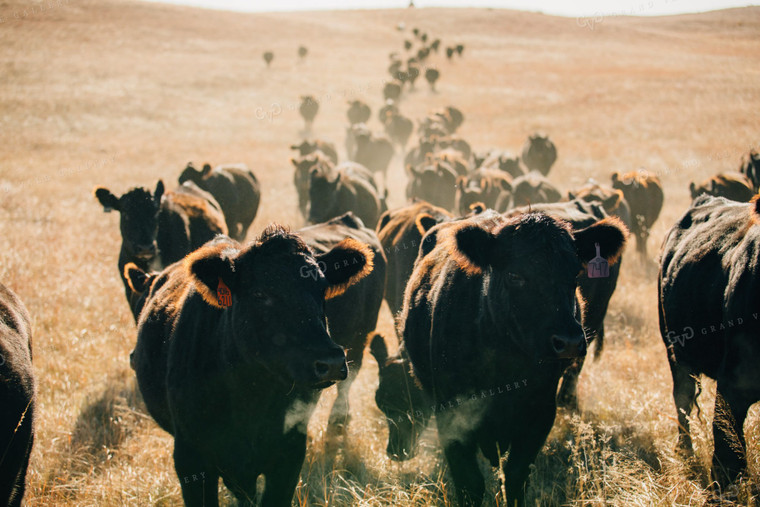 Cattle Trail in Pasture 53067