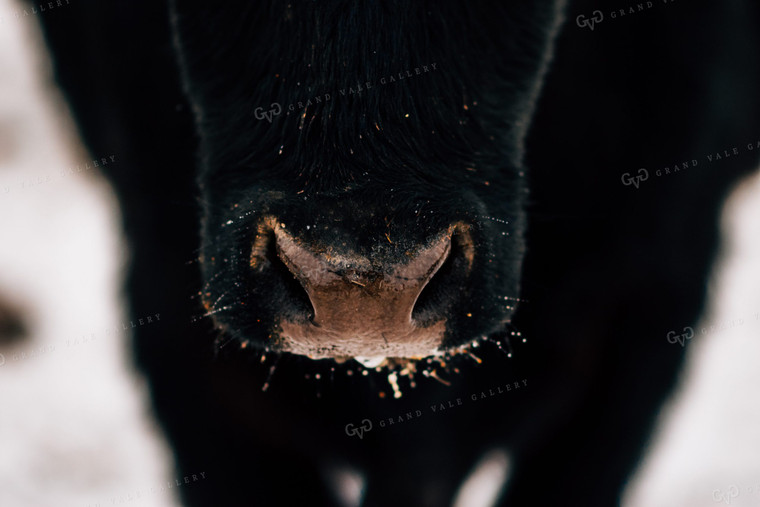 Cow Nose Close Up 53095