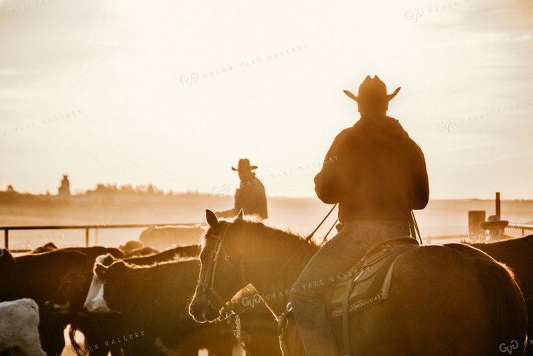 Pen Riders on Horseback in Cattle Pen 64000