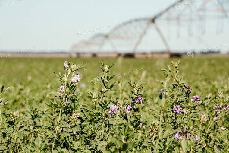 Irrigation Pivot and Clover 64001