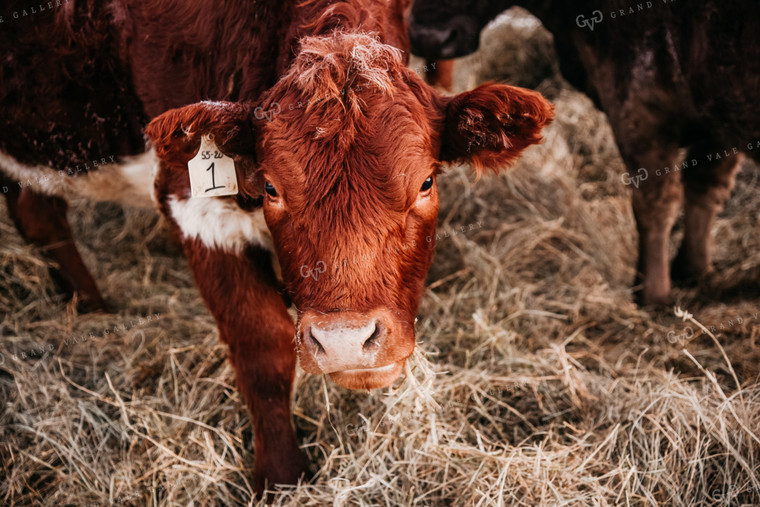 Red Angus Hereford 64004