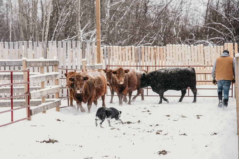 Working Cattle with Dog in Winter 64012