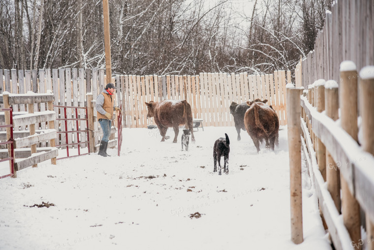 Working Cattle with Dog in Winter 64013
