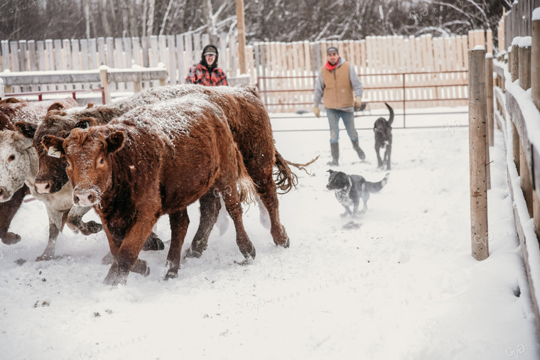 Working Cattle with Dog in Winter 64017