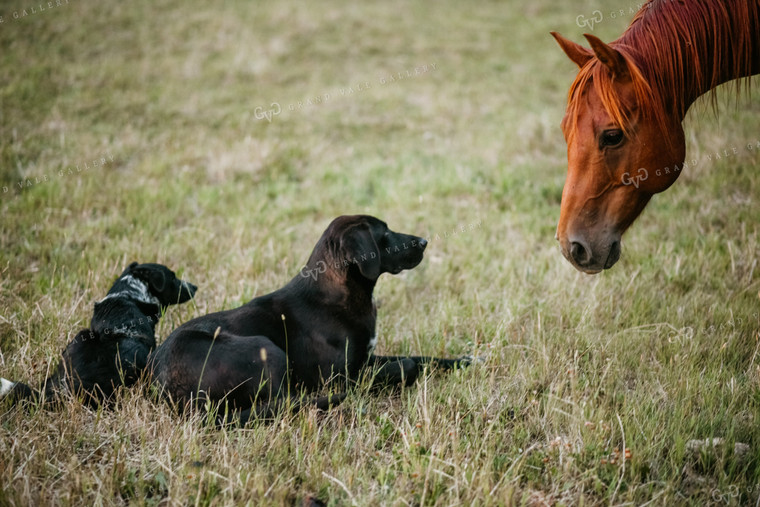 Horse with Ranch Dogs 64030