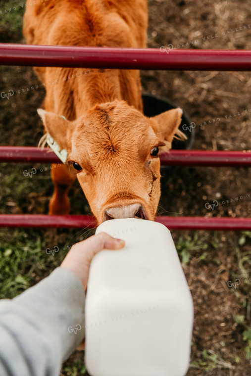 Feeding Bottle Calf 64032