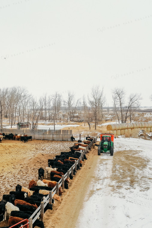 Feeding Cattle in Feedlot 64045