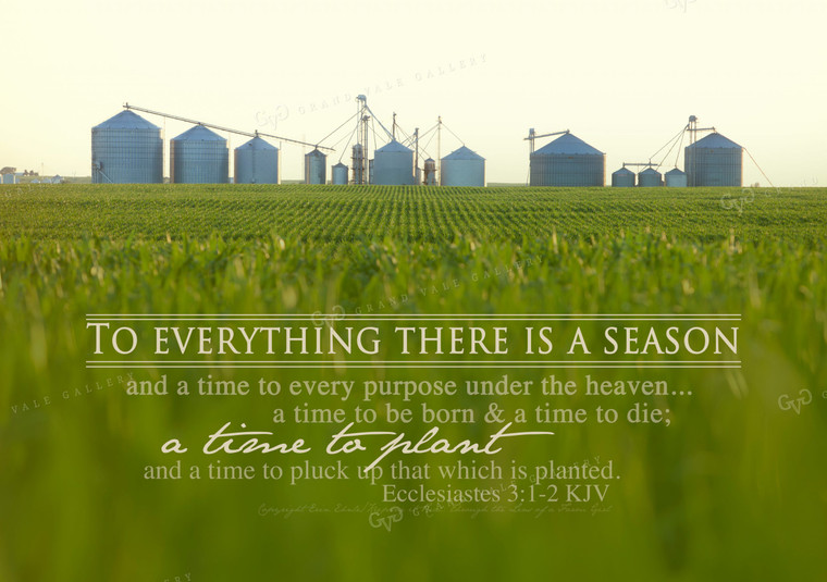 To Everything There is a Season - Corn 1034