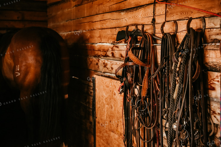 Horse in Barn with Halters 64076