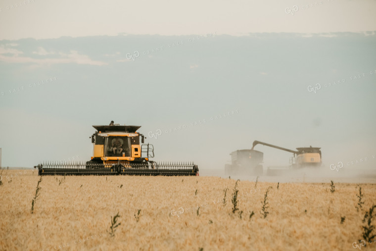 Harvesting Wheat 64102