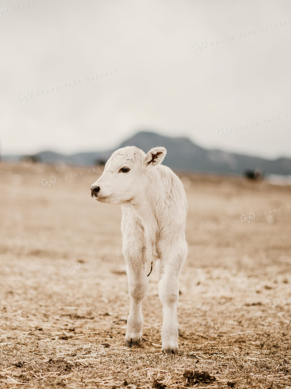 Charolais Calf in Pasture 54000
