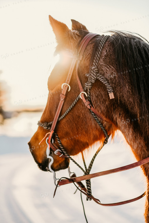 Horse in Snow 64120