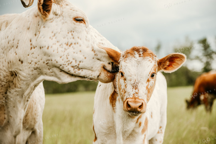 Cattle in Pasture 64135