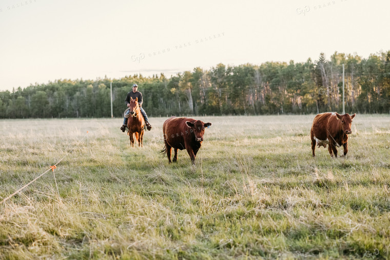 Rancher on Horseback with Cows 64148