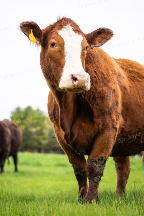 Cow in Pasture 50015