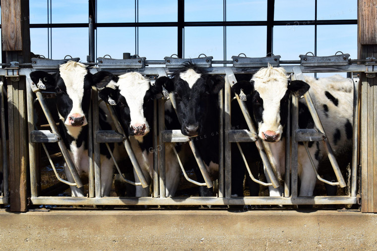 Dairy Cows in Head Gates 50023