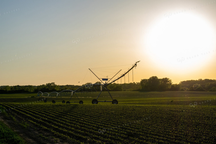 Irrigation Pivot in Corn Field at Sunrise 50024