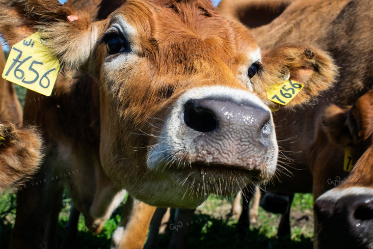 Cow Close Up 50030