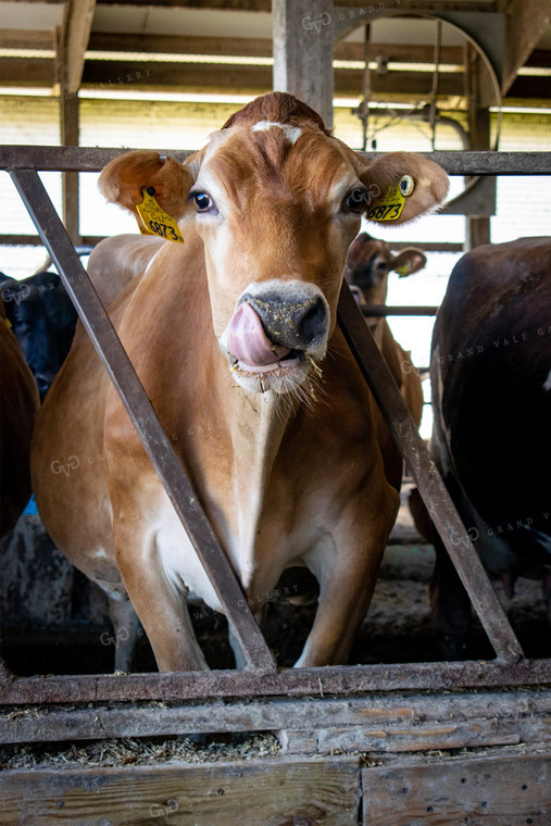 Dairy Cow in Barn 50032