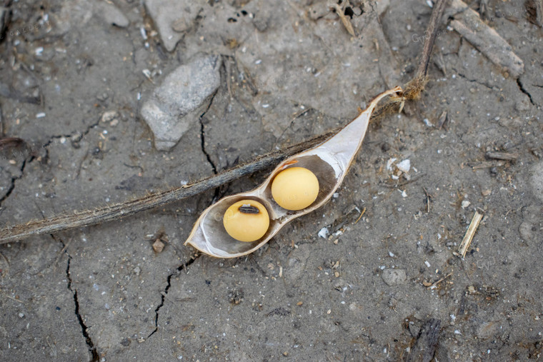 Soybeans in Pod on Ground 50035