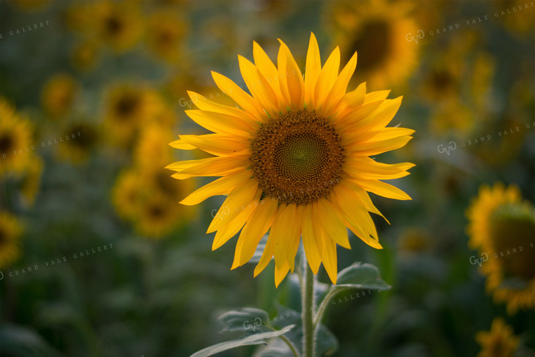Sunflower Field 50040