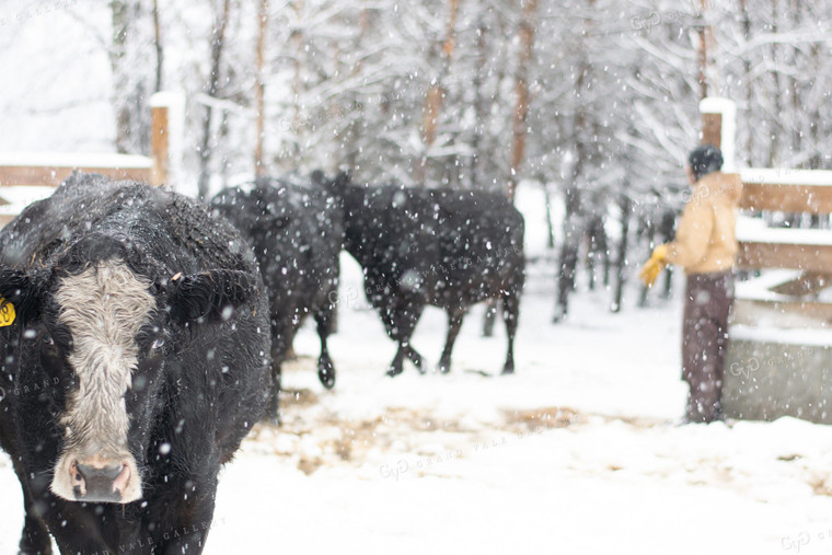 Farmer with Cattle in Winter 50046