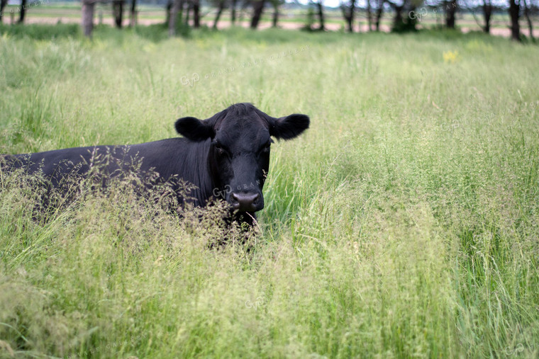 Cow in Grassy Pasture 50073