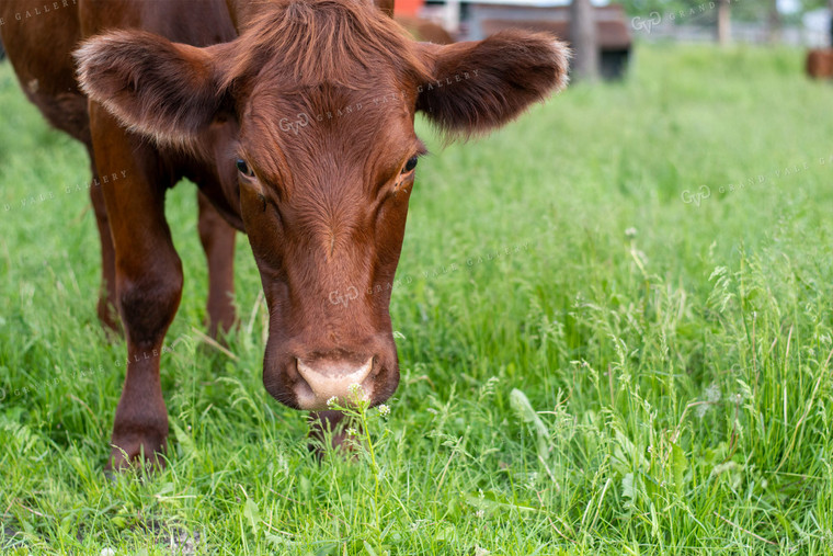Cow in Grassy Pasture 50075