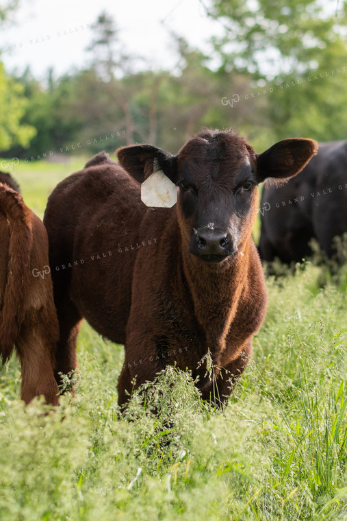 Calf in Grassy Pasture 50082