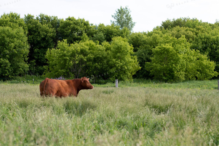 Cow in Grassy Pasture 50088