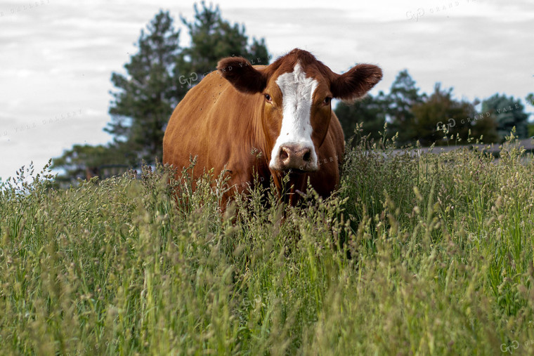 Cow in Grassy Pasture 50089